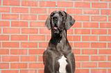 DOGUE ALLEMAND 489